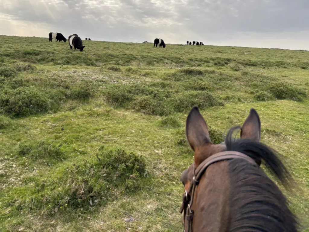 Riding on Dartmoor