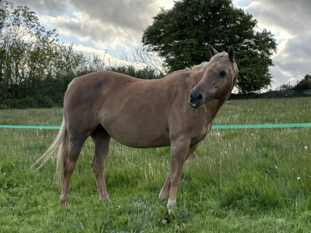 Dockwell Farm Visitors Horse in Paddock