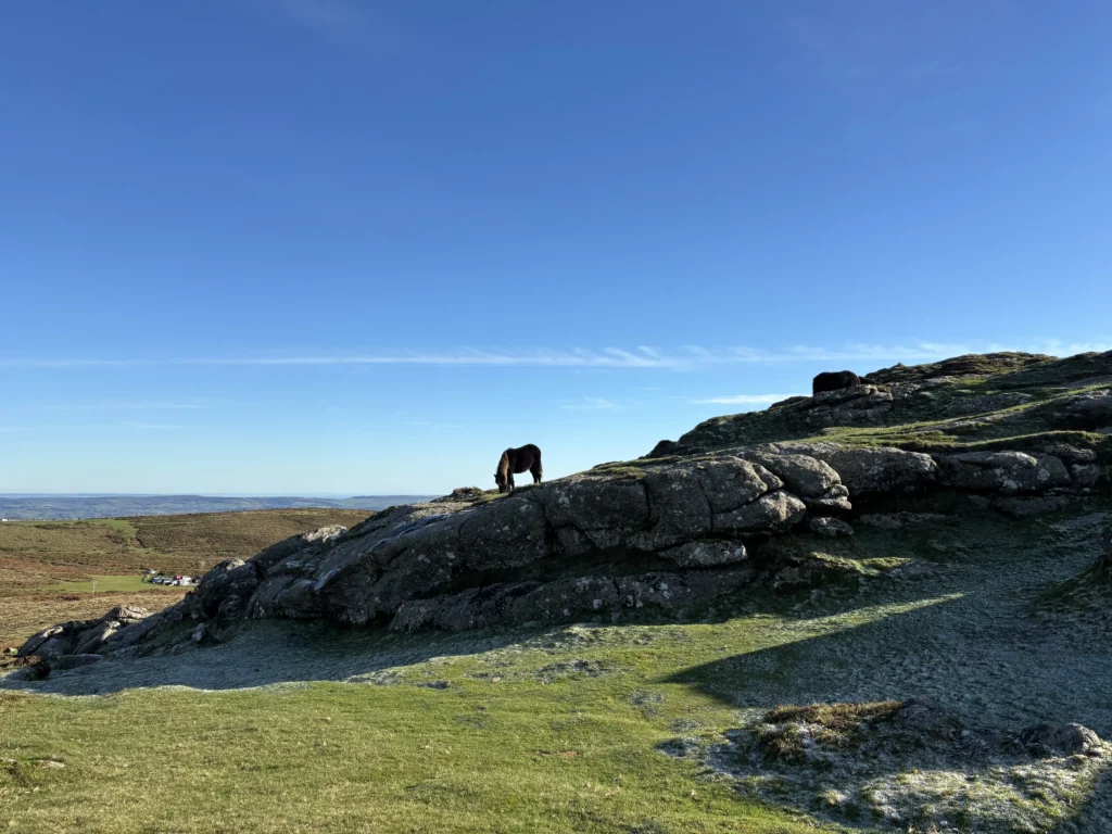Horse on Dartmoor