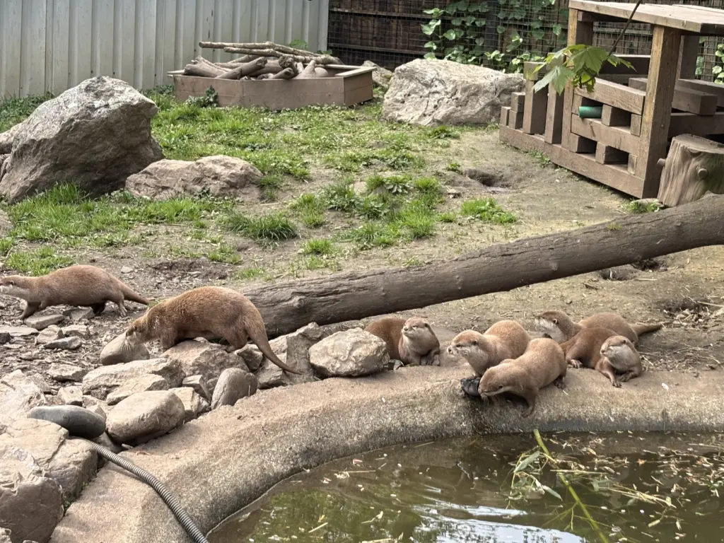 Buckfast Otters